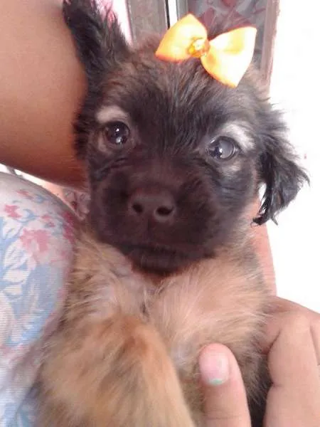 Cachorro ra a SRD idade Abaixo de 2 meses nome A ESCOLHA DO ADOTANTE