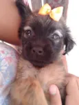A ESCOLHA DO ADOTANTE