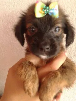 Cachorro raça SRD idade Abaixo de 2 meses nome A ESCOLHA DO ADOTANTE