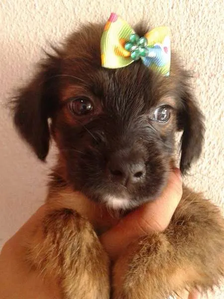 Cachorro ra a SRD idade Abaixo de 2 meses nome A ESCOLHA DO ADOTANTE