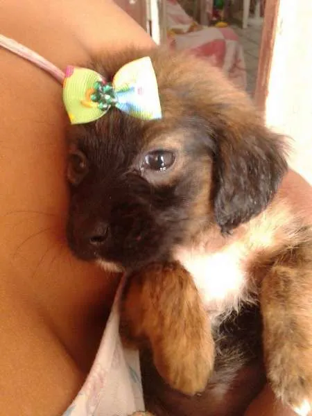 Cachorro ra a SRD idade Abaixo de 2 meses nome A ESCOLHA DO ADOTANTE
