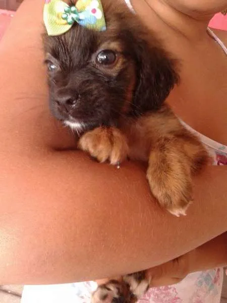 Cachorro ra a SRD idade Abaixo de 2 meses nome A ESCOLHA DO ADOTANTE