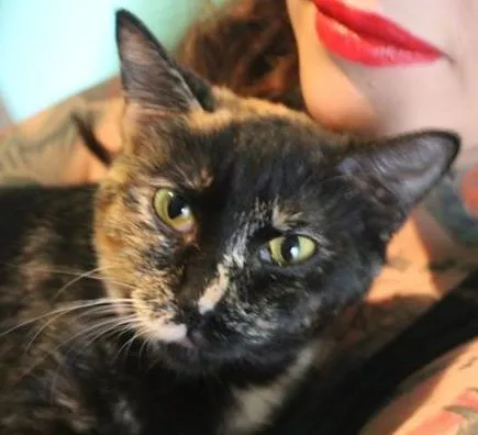 Gato ra a  idade 2 a 6 meses nome Gisele Bundchen, 6 