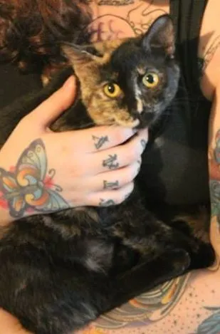 Gato ra a  idade 2 a 6 meses nome Gisele Bundchen, 6 