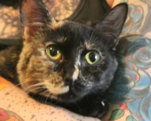 Gato raça  idade 2 a 6 meses nome Gisele Bundchen, 6 