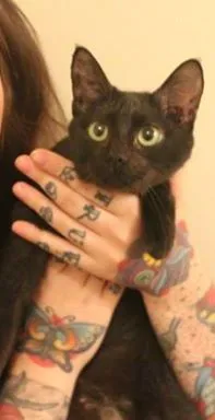 Gato raça  idade 1 ano nome Naomi Campbell, 1 a