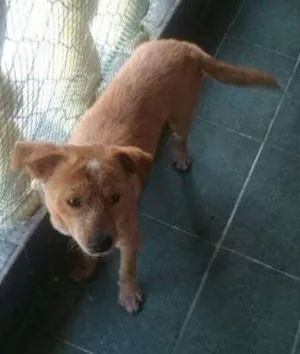 Cachorro raça  idade 7 a 11 meses nome Porte pequeno, não 