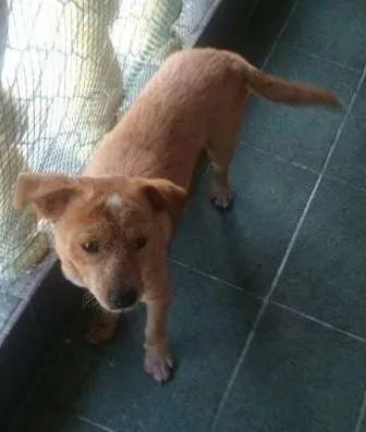 Cachorro ra a  idade 7 a 11 meses nome Porte pequeno, não 