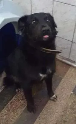 Cachorro raça Mix Border Collie idade 2 anos nome Negão, 1 ano, muito