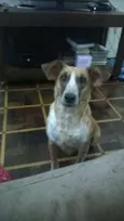 Vaquinha