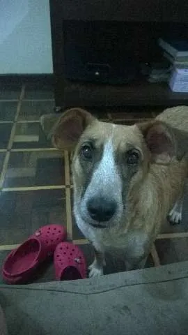 Cachorro ra a SRD(mestiça de border collie) idade 4 anos nome Vaquinha