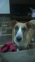 Vaquinha
