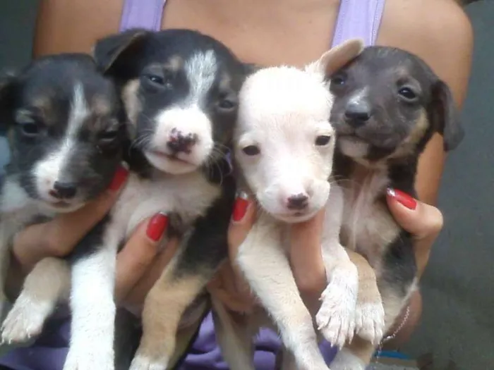 Cachorro ra a srd idade Abaixo de 2 meses nome não possui