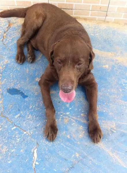 Cachorro ra a Labrador idade 5 anos nome Gordo