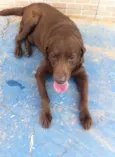 Gordo