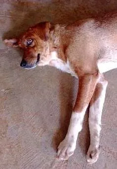 Cachorro ra a SRD idade 2 anos nome George(Magrelo)