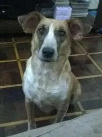 Cachorro raça SRD(mestiça de border collie) idade 4 anos nome Vaquinha