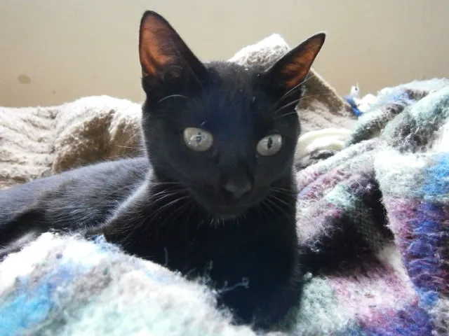 Gato ra a SRD idade 7 a 11 meses nome Tina