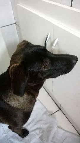 Cachorro ra a SRD(mestiça de labrador idade 1 ano nome Ludmila(LUD)