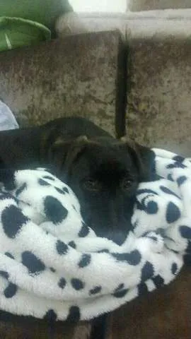 Cachorro ra a SRD(mestiça de labrador idade 1 ano nome Ludmila(LUD)