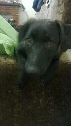 Cachorro ra a SRD(mestiça de labrador idade 1 ano nome Ludmila(LUD)