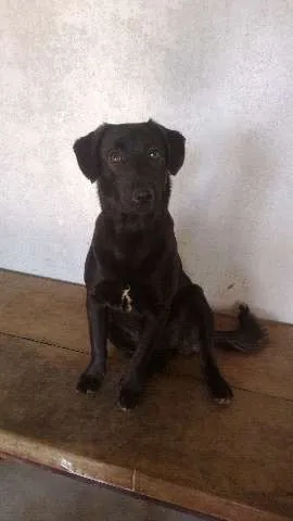 Cachorro ra a SRD(mestiça de labrador idade 1 ano nome Ludmila(LUD)