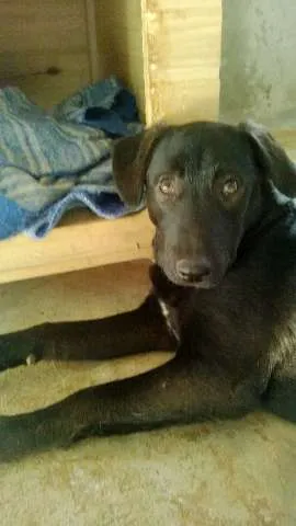 Cachorro ra a SRD(mestiça de labrador idade 1 ano nome Ludmila(LUD)