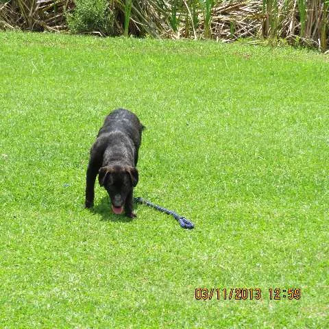 Cachorro ra a SRD(mestiça de labrador idade 1 ano nome Ludmila(LUD)