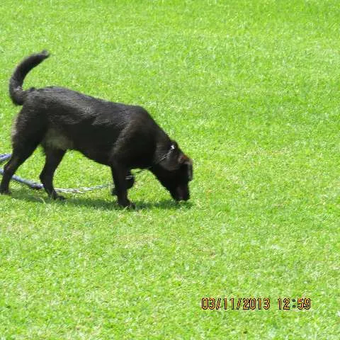 Cachorro ra a SRD(mestiça de labrador idade 1 ano nome Ludmila(LUD)