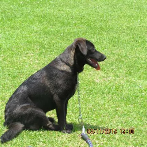 Cachorro ra a SRD(mestiça de labrador idade 1 ano nome Ludmila(LUD)