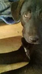 Cachorro ra a SRD(mestiça de labrador idade 1 ano nome Ludmila(LUD)