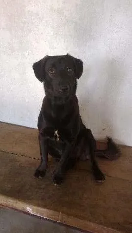 Cachorro ra a SRD(mestiça de labrador idade 1 ano nome Ludmila(LUD)
