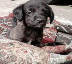 Cachorro raça SRD idade 2 a 6 meses nome ChunLee