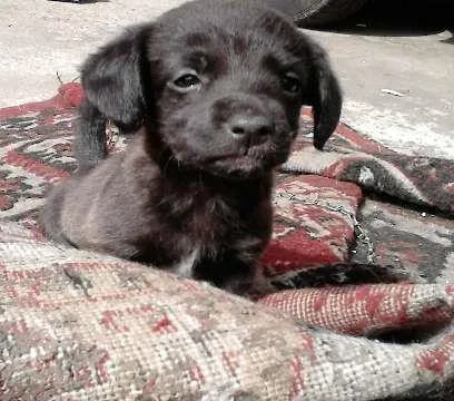 Cachorro ra a SRD idade 2 a 6 meses nome ChunLee