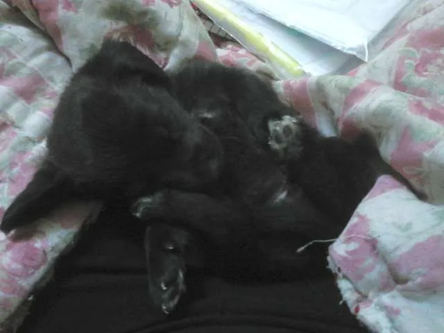 Cachorro ra a SRD idade 2 a 6 meses nome ChunLee