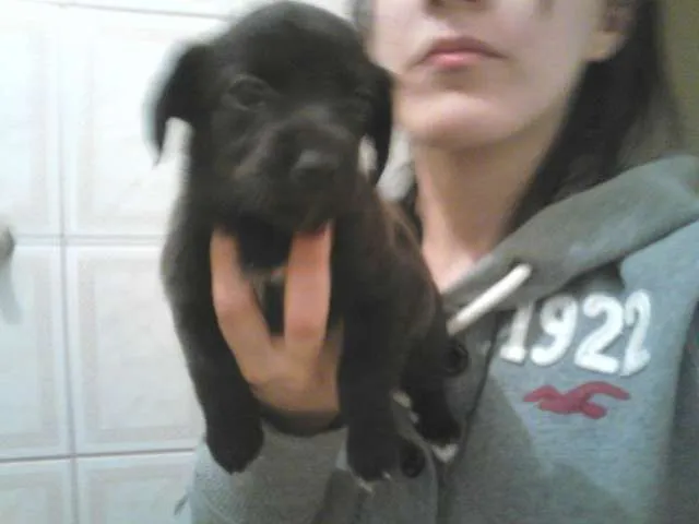 Cachorro ra a SRD idade 2 a 6 meses nome ChunLee