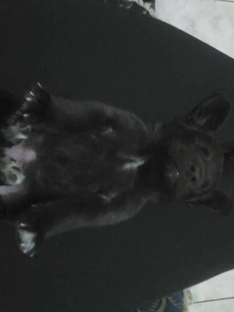 Cachorro ra a SRD idade 2 a 6 meses nome ChunLee