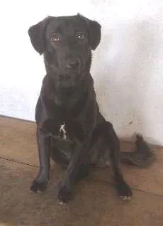 Cachorro ra a SRD(mestiça de labrador idade 1 ano nome Ludmila(LUD)
