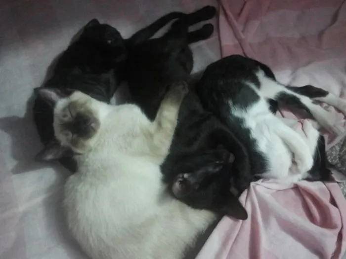 Gato ra a  idade 2 a 6 meses nome Nega, Bola de Neve,