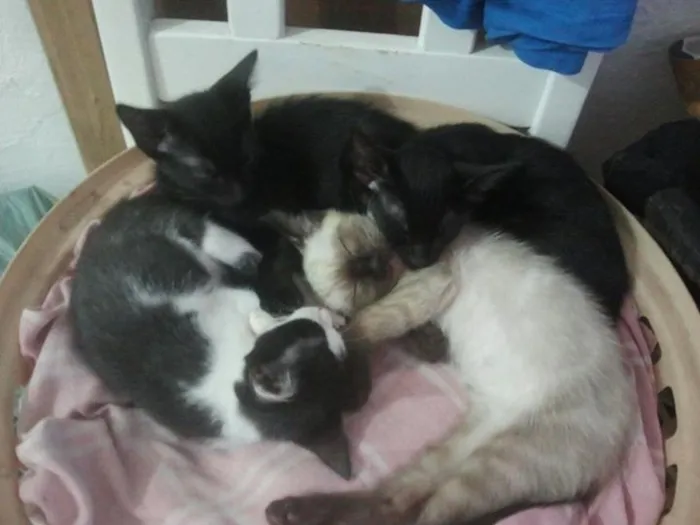 Gato ra a  idade 2 a 6 meses nome Nega, Bola de Neve,