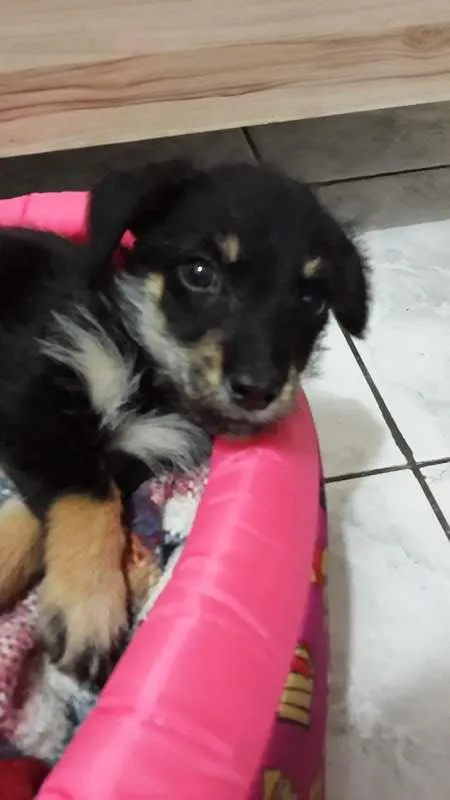 Cachorro ra a SRD idade Abaixo de 2 meses nome Spaik