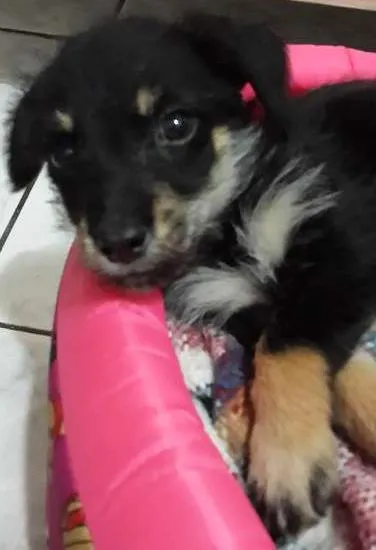 Cachorro ra a SRD idade Abaixo de 2 meses nome Spaik