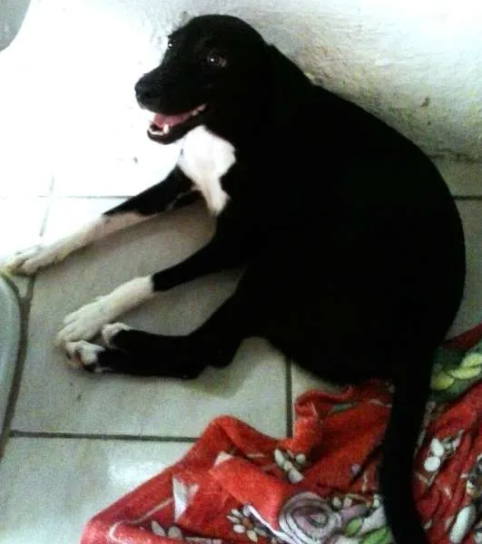 Cachorro ra a SRD idade 7 a 11 meses nome Mimi