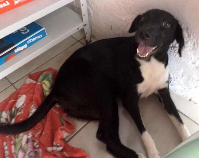 Cachorro ra a SRD idade 7 a 11 meses nome Mimi