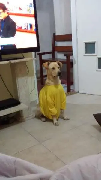 Cachorro ra a vira lata idade 2 anos nome mel