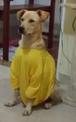 Cachorro ra a vira lata idade 2 anos nome mel