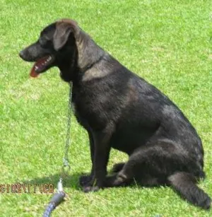 Cachorro raça SRD(mestiça de labrador idade 1 ano nome Ludmila(LUD)