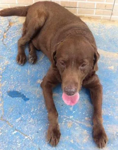 Cachorro ra a Labrador idade 5 anos nome Gordo