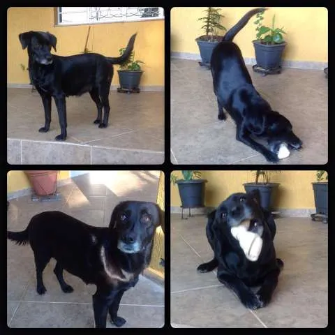 Cachorro ra a Labrador (mestiça) idade 1 ano nome Neguinha