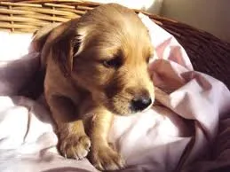 Cachorro ra a SRD idade 2 a 6 meses nome menina